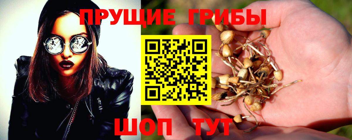 Биробиджан  Галлюциногенные грибы Psilocybine cubensis  Вход с VPN 